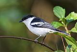 Long-tailed Triller